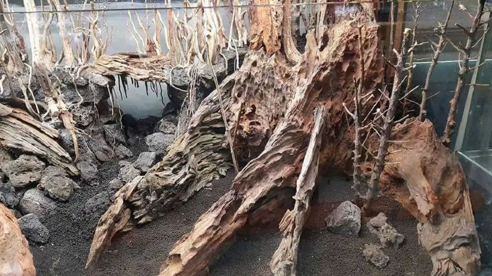 Step by step progression forest aquarium - Hai Xue / Taiwan