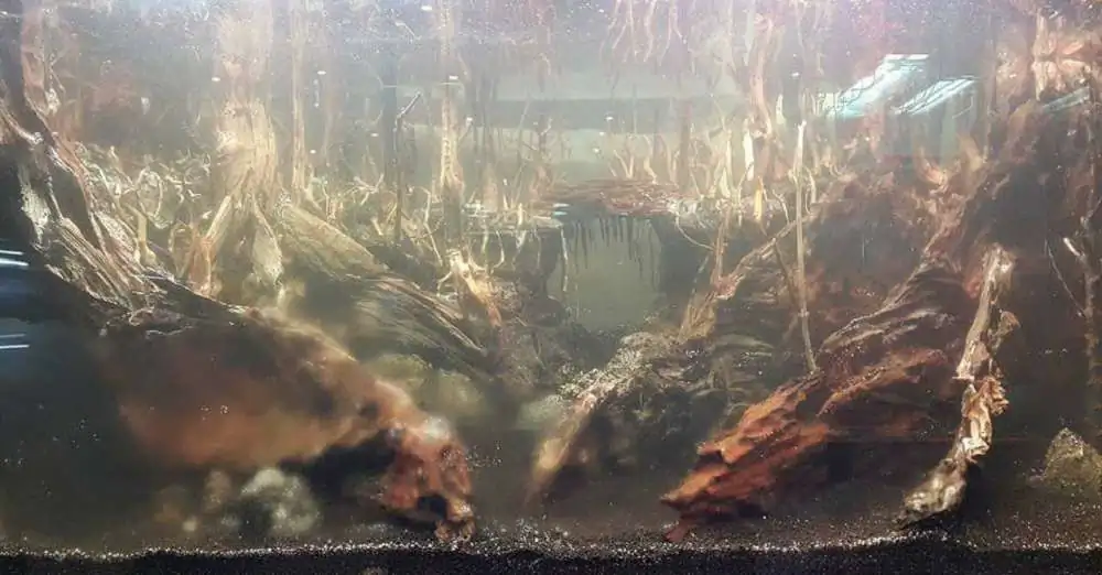 Step by step progression forest aquarium - Hai Xue / Taiwan