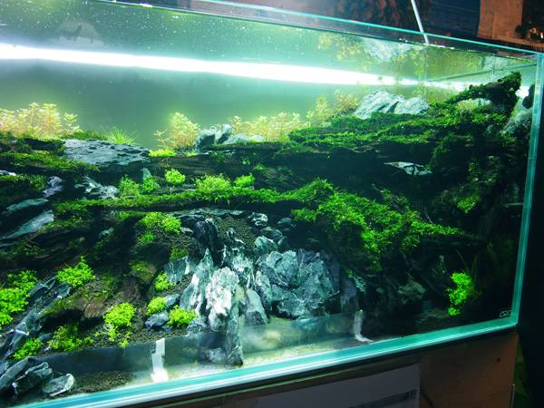 How to make a nature aquarium ranked 8th in the world - IAPLC 2015 - Trace the Headwaters