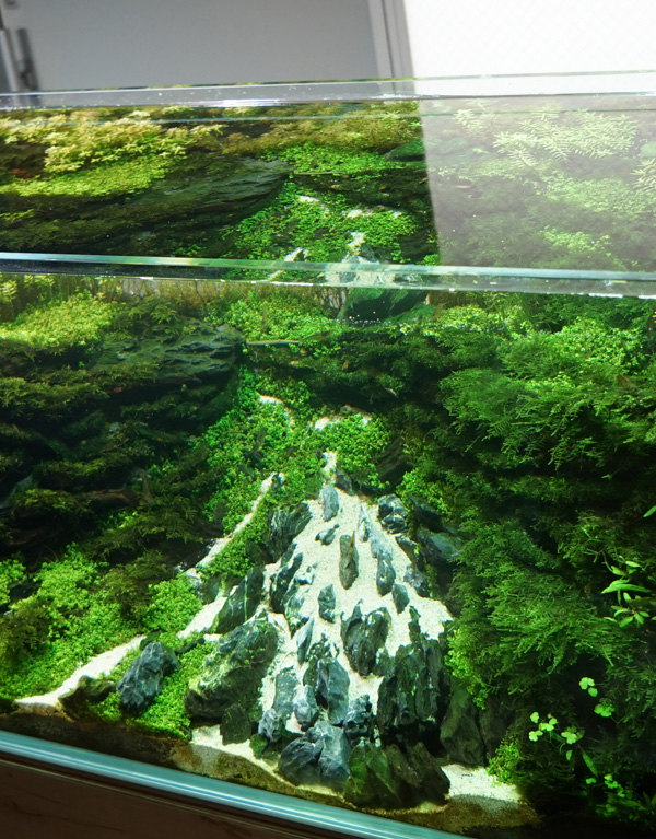 How to make a nature aquarium ranked 8th in the world - IAPLC 2015 - Trace the Headwaters