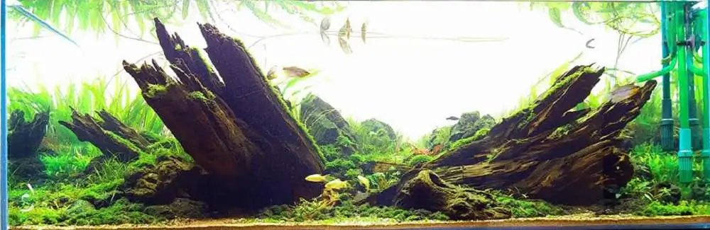 Step by step progression IAPLC 2018 Rank 20 - Faith