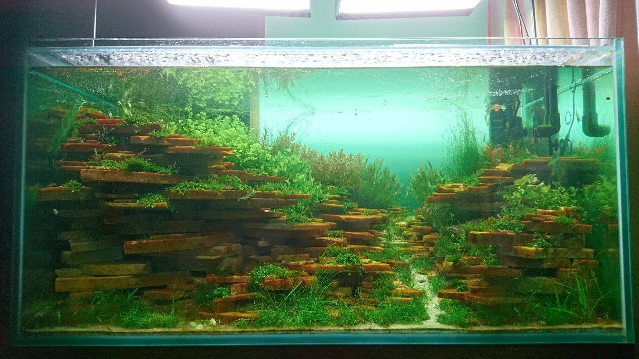 How to make an aquatic plant aquarium ranked 27th in the world - IAPLC 2018 - Place of fascinatin
