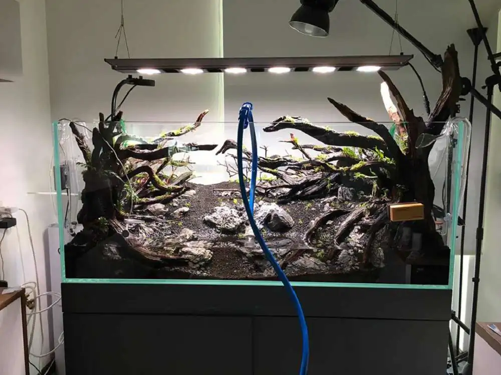 Step by step progression IAPLC 2018 Rank 88 - Delirium 