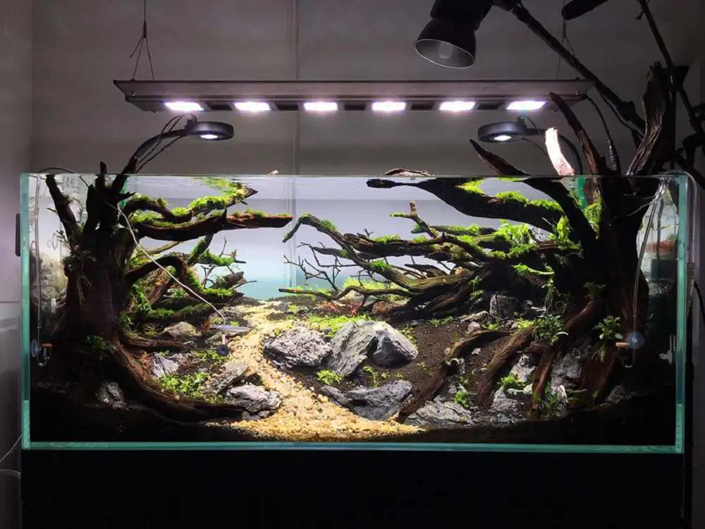 Step by step progression IAPLC 2018 Rank 88 - Delirium 