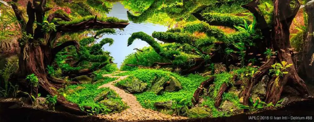 Step by step progression IAPLC 2018 Rank 88 - Delirium 