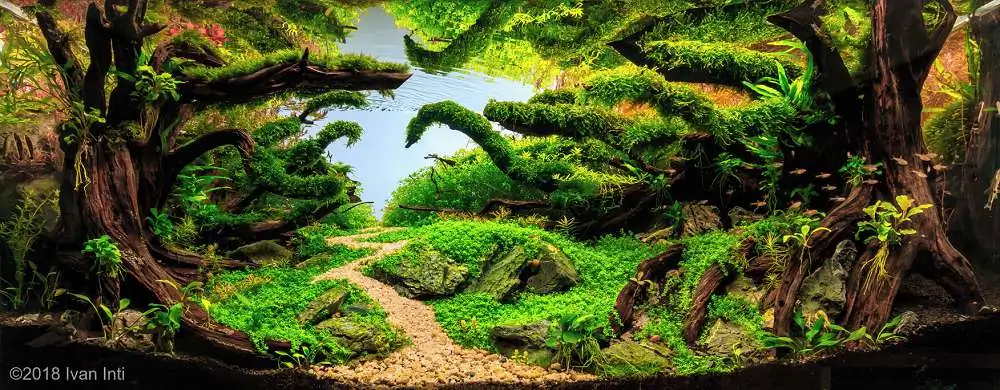 Step by step progression IAPLC 2018 Rank 88 - Delirium 