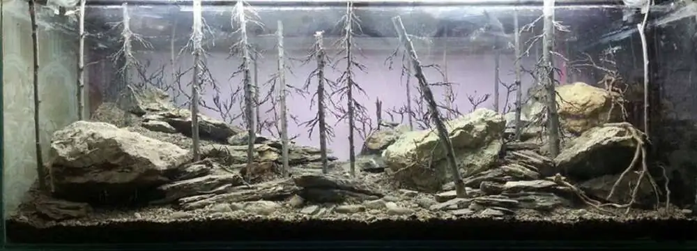 Step by step progression IAPLC 2018 Rank 94 - Morning in the taiga