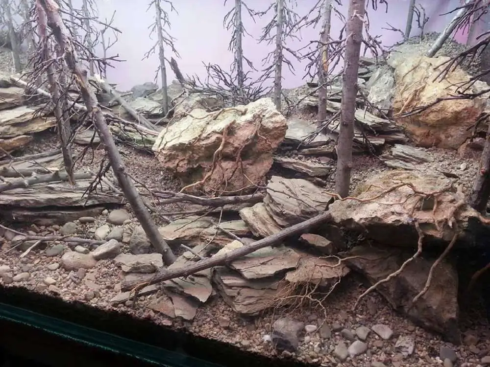 Step by step progression IAPLC 2018 Rank 94 - Morning in the taiga