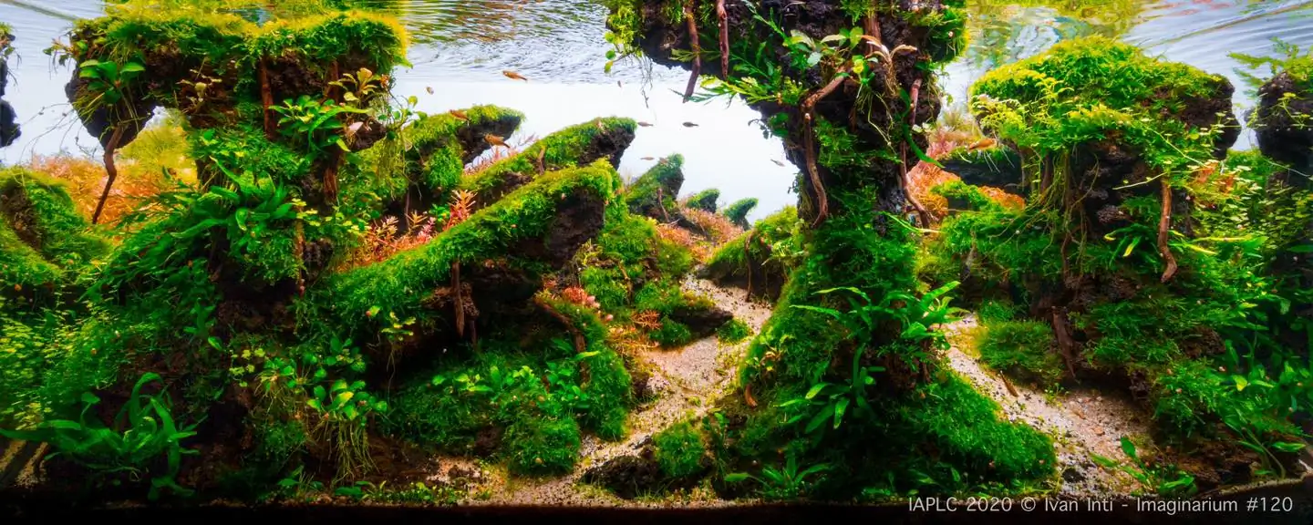 How to make nature aquarium - IAPLC 2020 Rank 120 - Imaginarium
