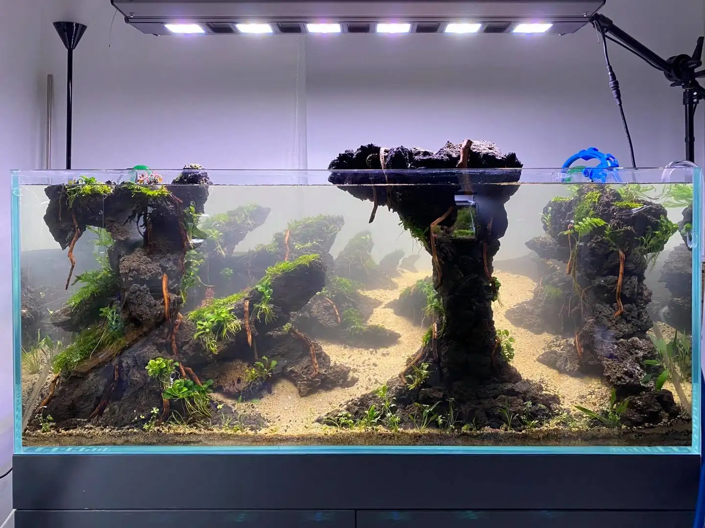 How to make nature aquarium - IAPLC 2021 Rank 120 - Imaginarium