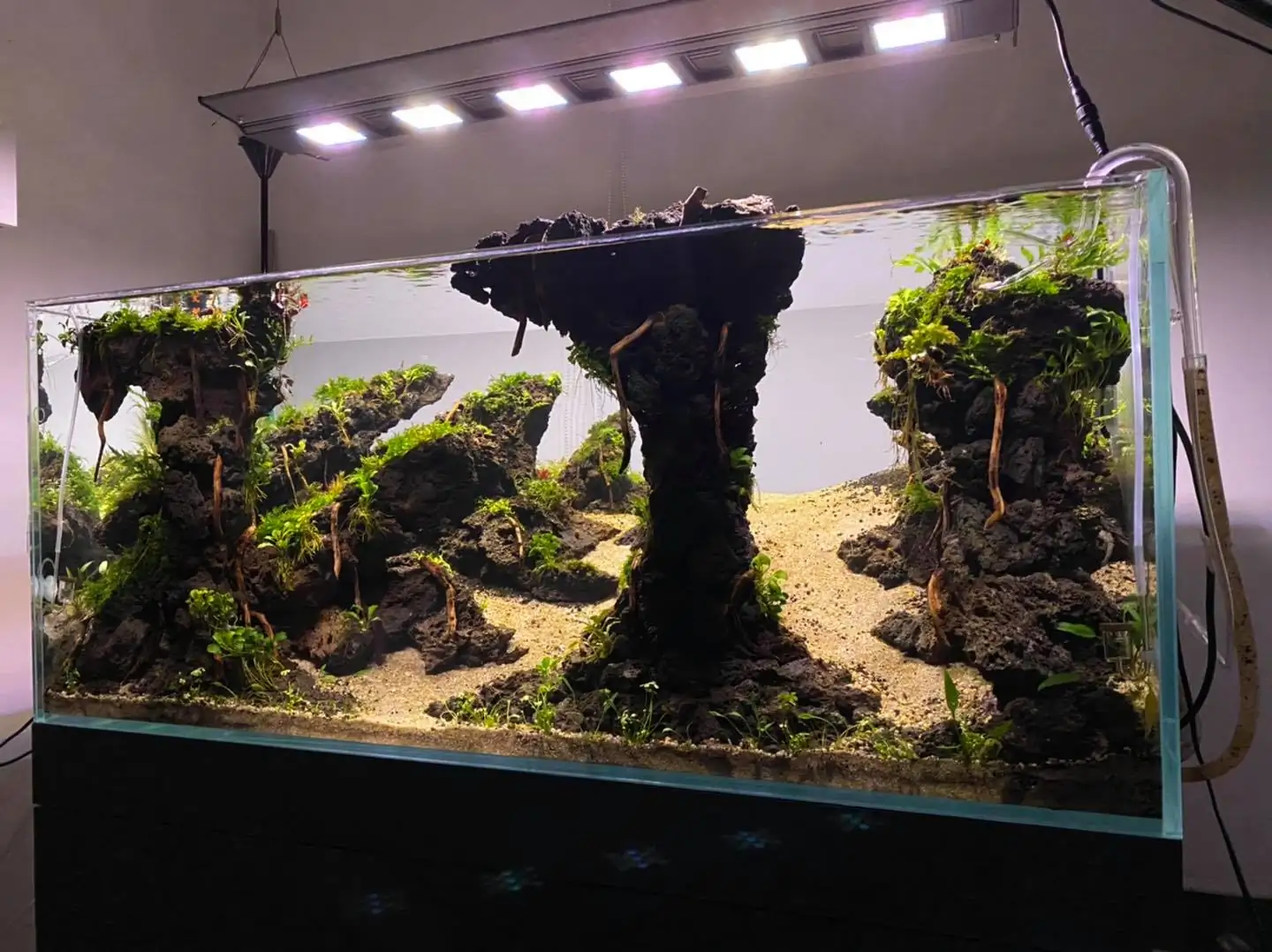 How to make nature aquarium - IAPLC 2021 Rank 120 - Imaginarium