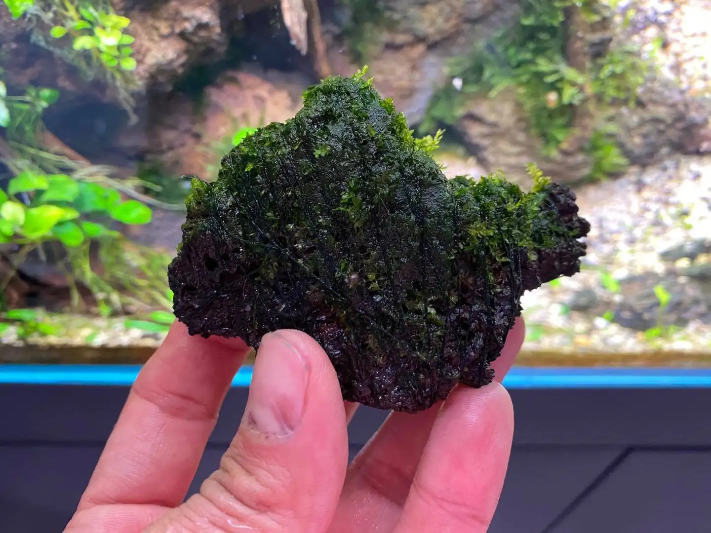 How to make nature aquarium - IAPLC 2021 Rank 120 - Imaginarium
