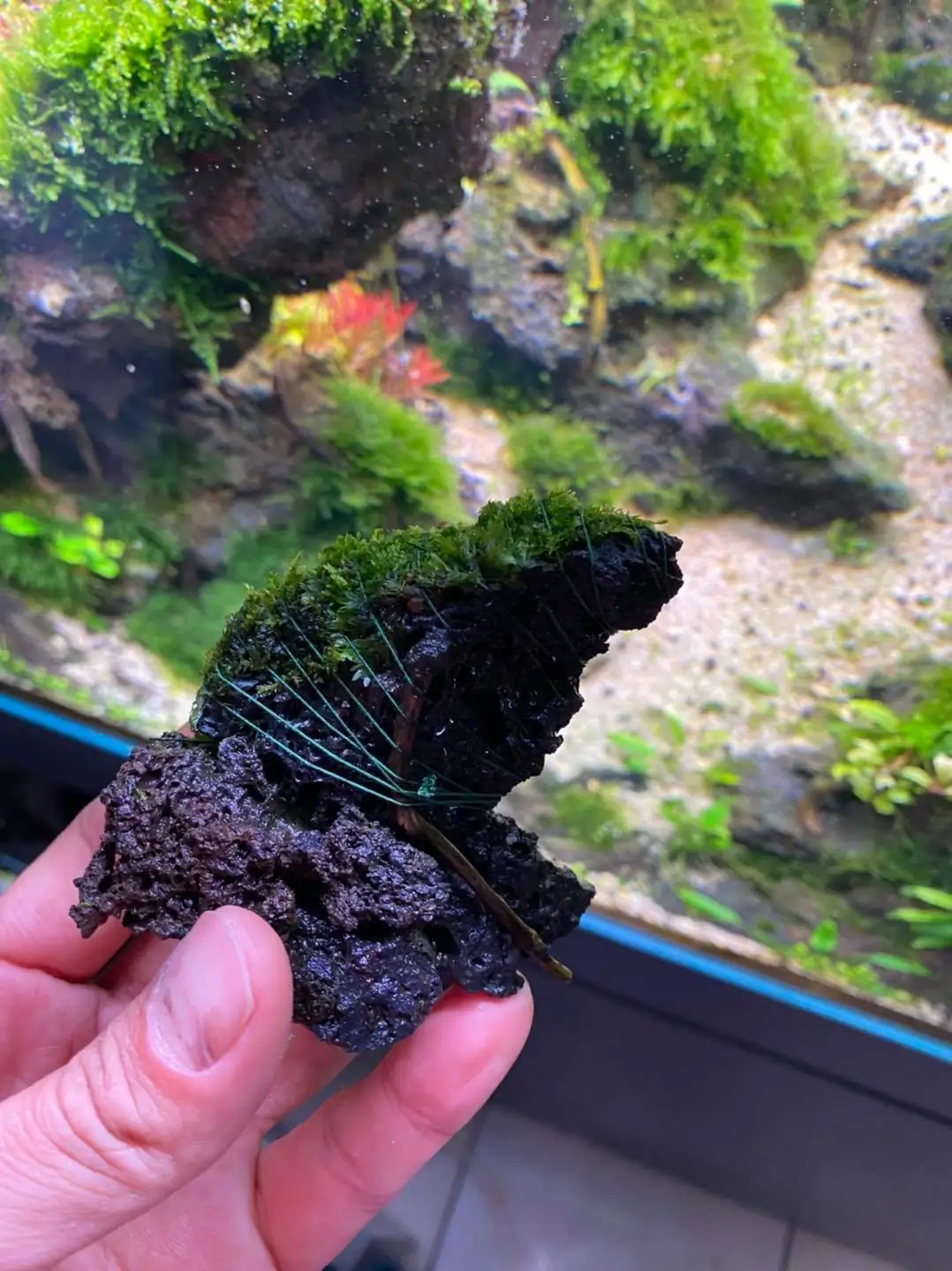 How to make nature aquarium - IAPLC 2021 Rank 120 - Imaginarium