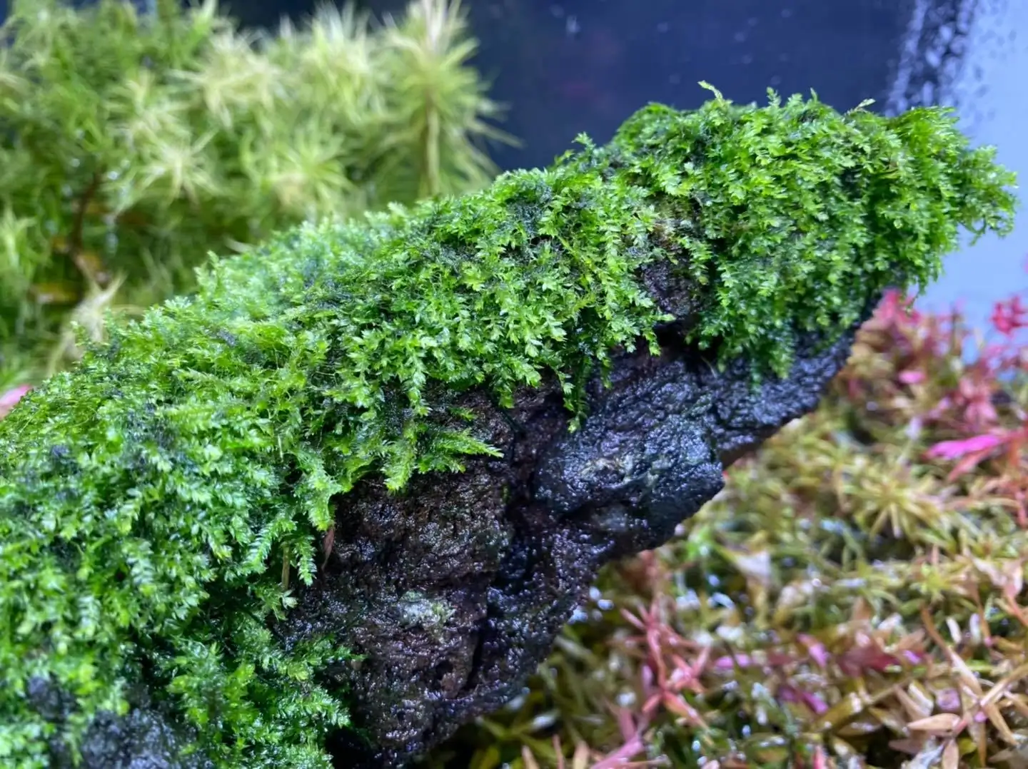 How to make nature aquarium - IAPLC 2021 Rank 120 - Imaginarium
