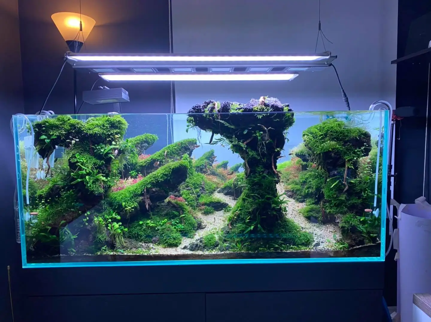 How to make nature aquarium - IAPLC 2021 Rank 120 - Imaginarium
