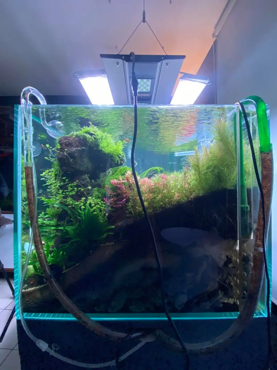 How to make nature aquarium - IAPLC 2021 Rank 120 - Imaginarium