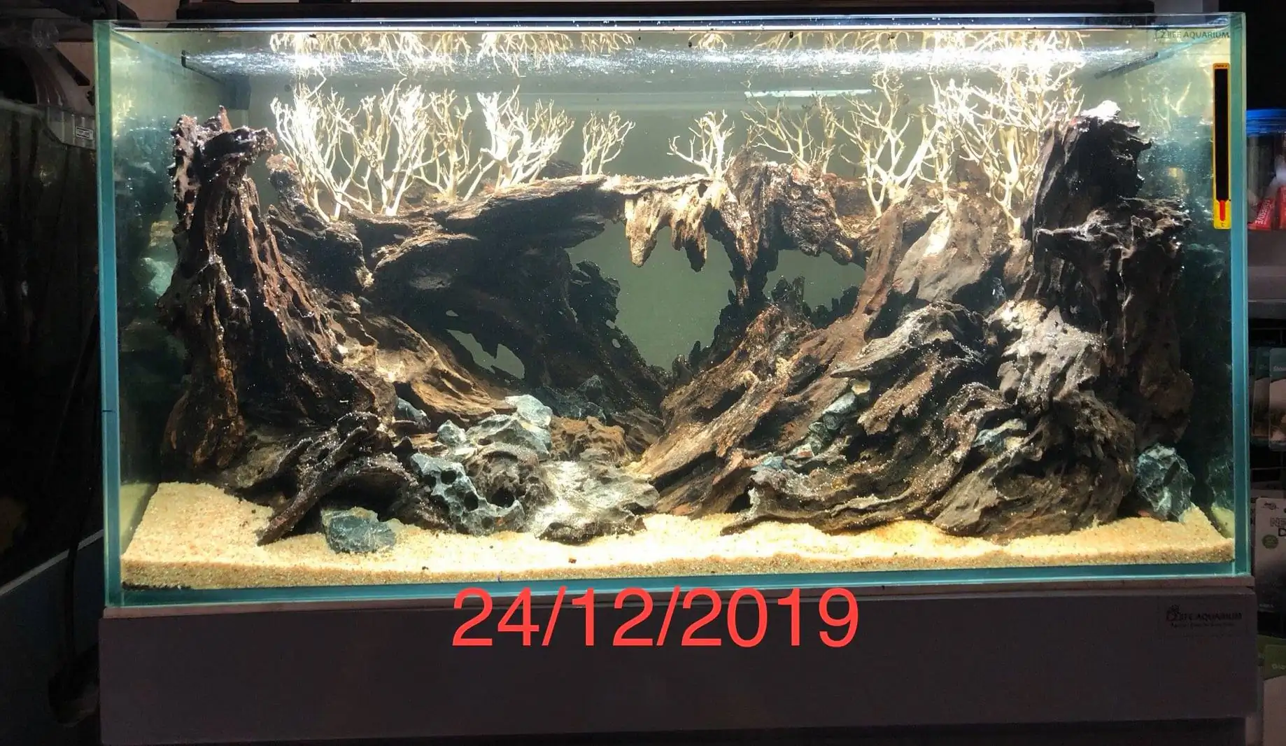 Step by step progression IAPLC 2020 Rank 135 - Living to nature