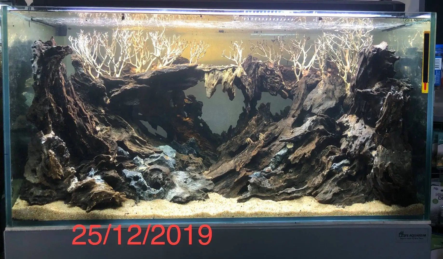 Step by step progression IAPLC 2020 Rank 135 - Living to nature