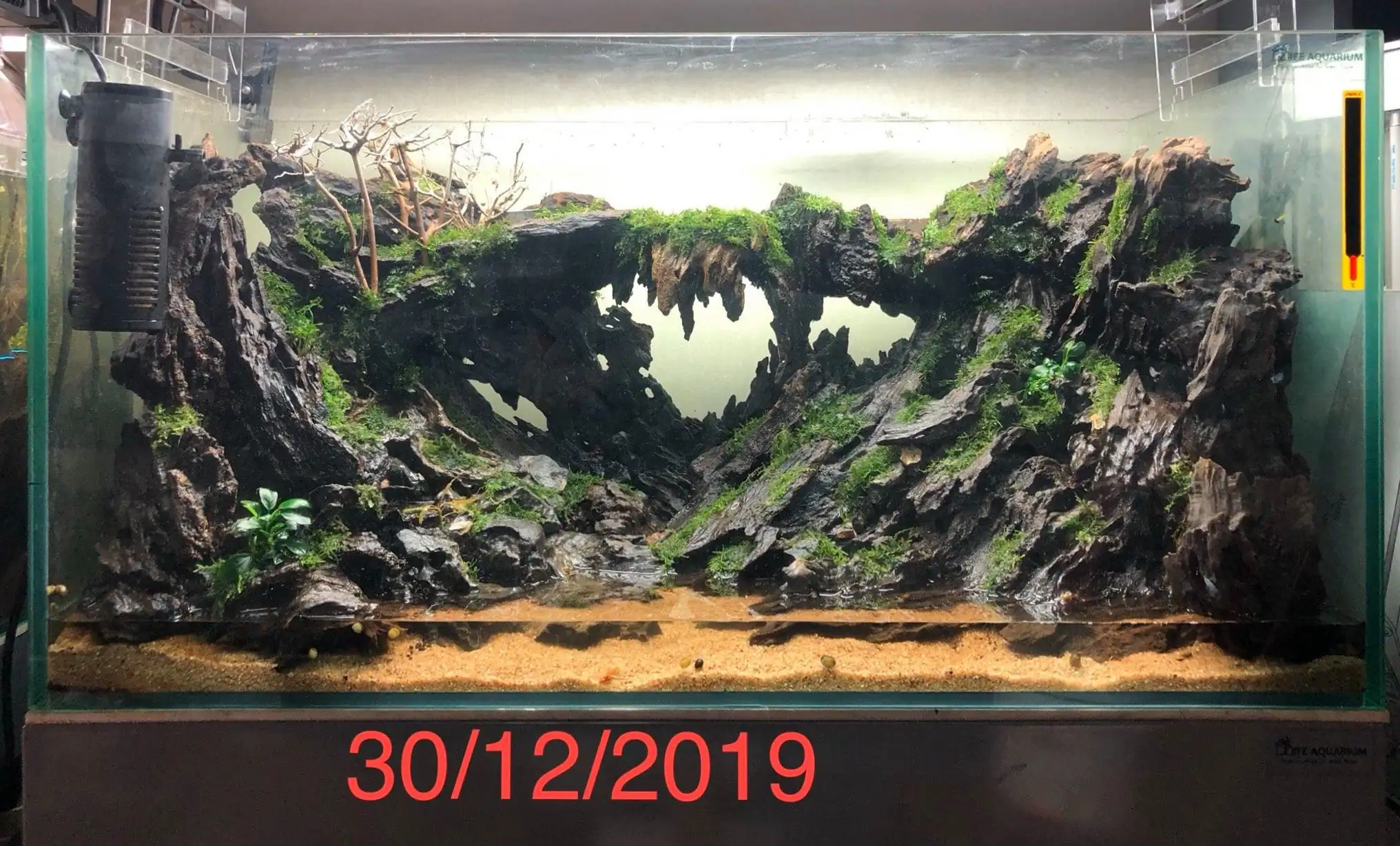 Step by step progression IAPLC 2020 Rank 135 - Living to nature