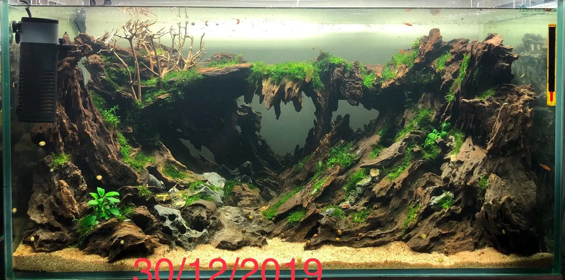 Step by step progression IAPLC 2020 Rank 135 - Living to nature