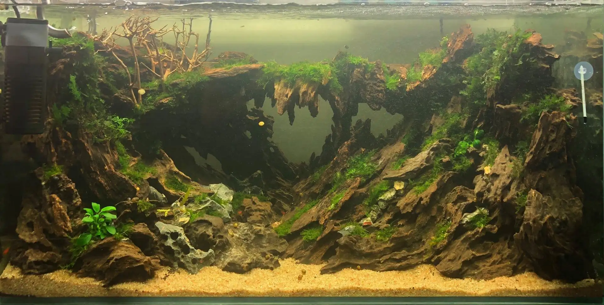 Step by step progression IAPLC 2020 Rank 135 - Living to nature