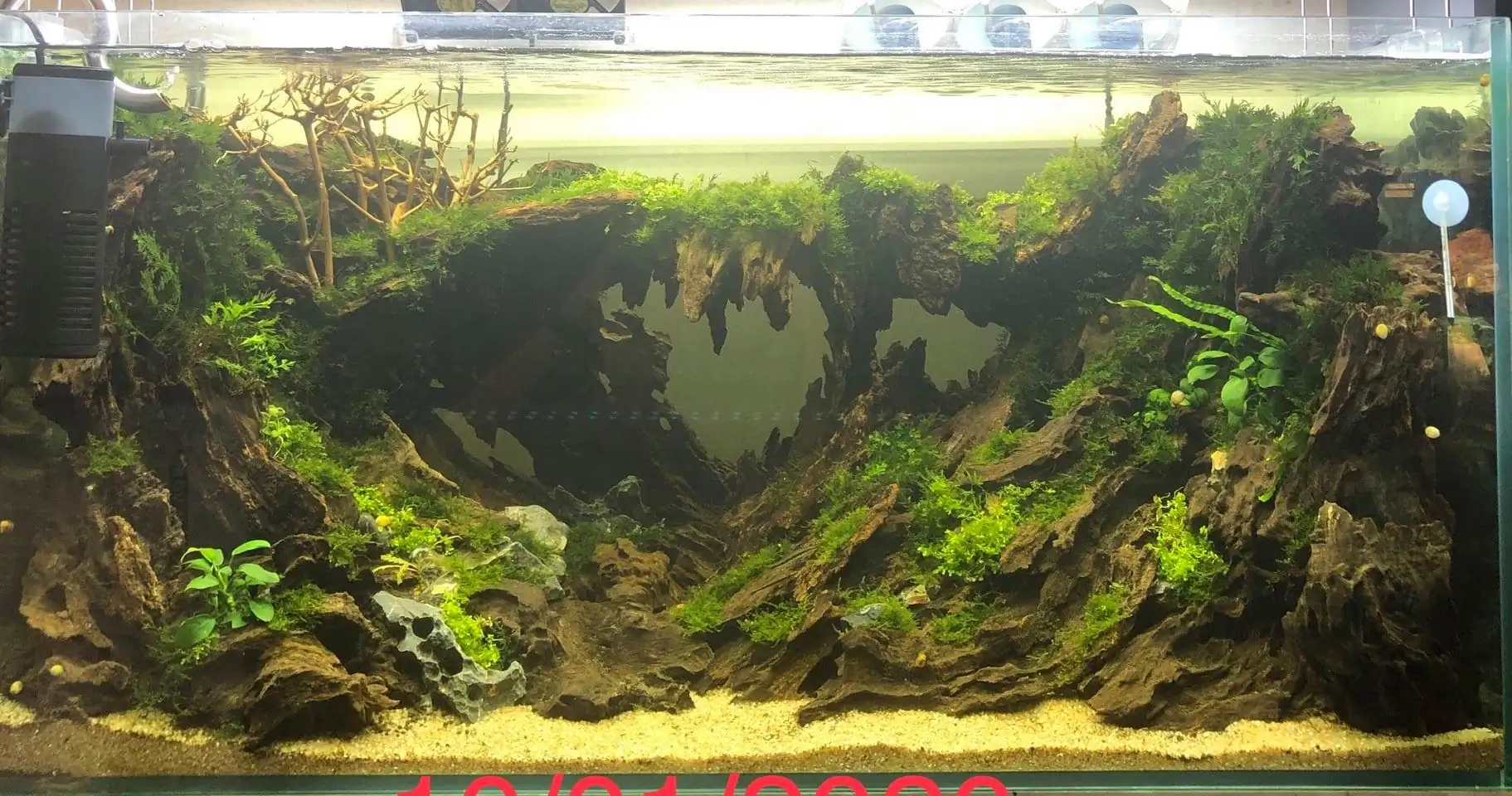 Step by step progression IAPLC 2020 Rank 135 - Living to nature