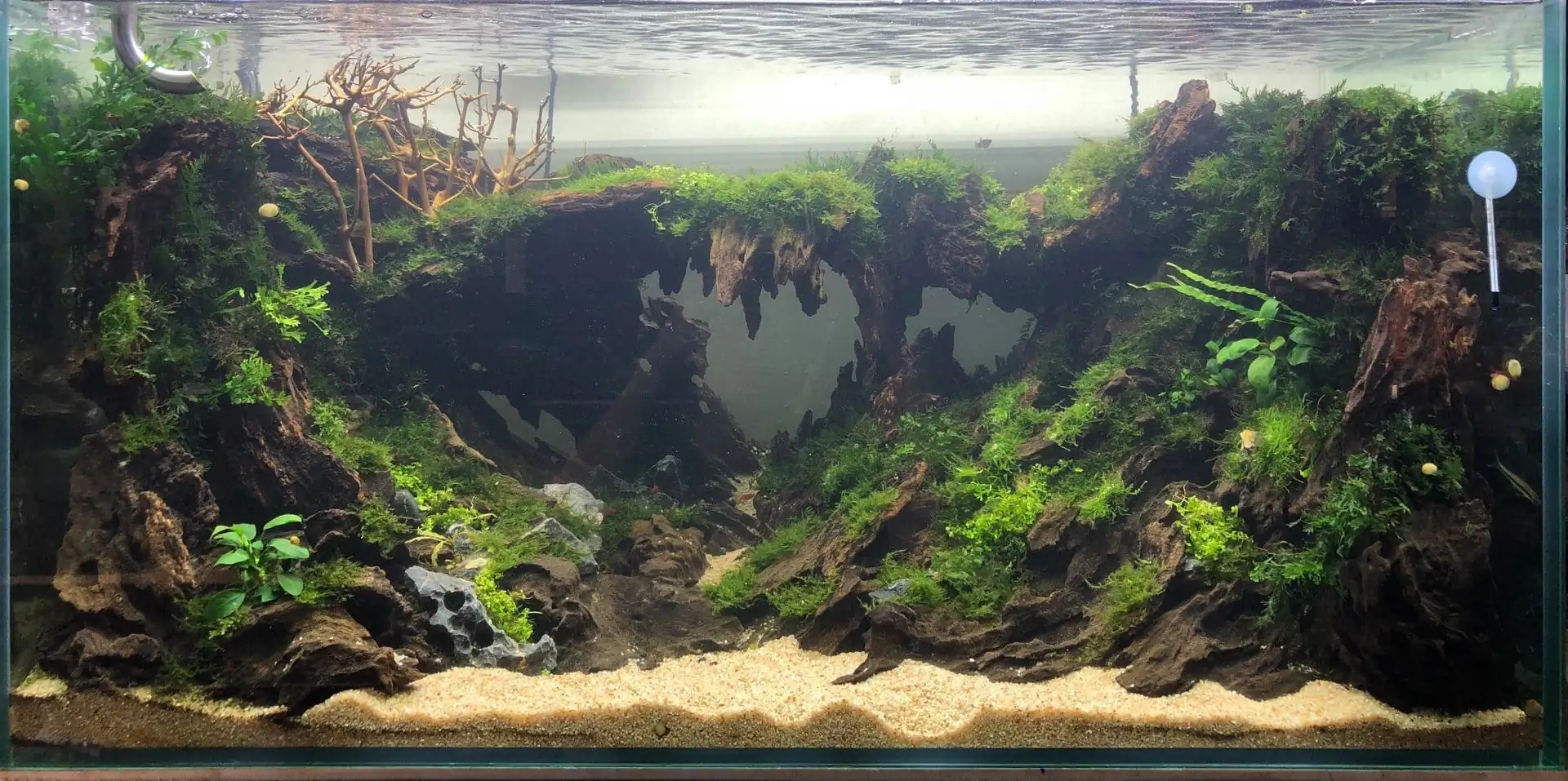 Step by step progression IAPLC 2020 Rank 135 - Living to nature