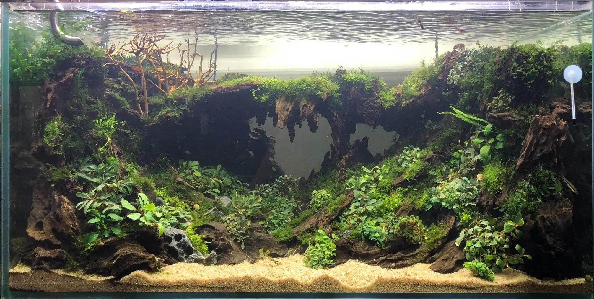 Step by step progression IAPLC 2020 Rank 135 - Living to nature