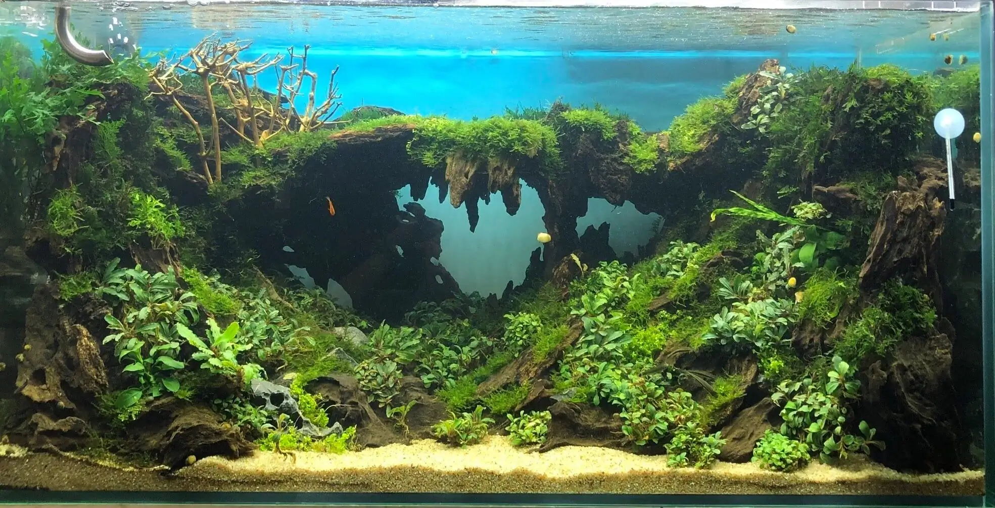 Step by step progression IAPLC 2020 Rank 135 - Living to nature