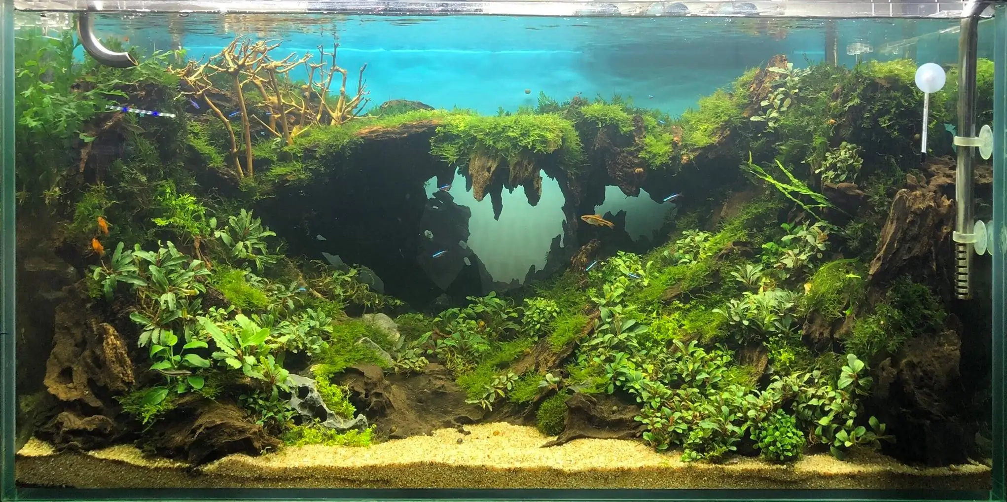 Step by step progression IAPLC 2020 Rank 135 - Living to nature