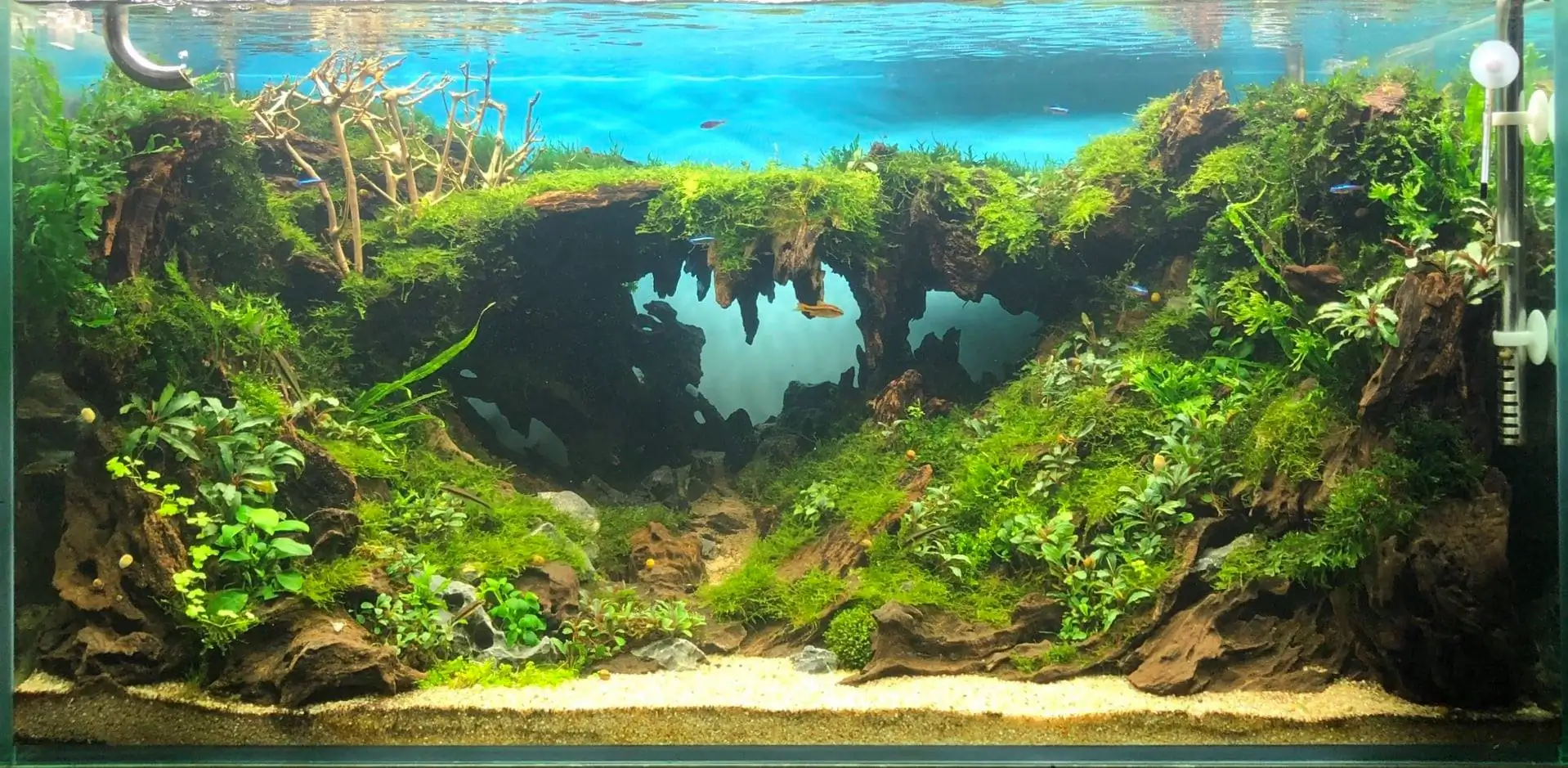 Step by step progression IAPLC 2020 Rank 135 - Living to nature