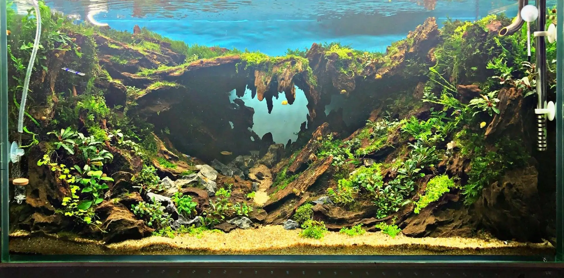 Step by step progression IAPLC 2020 Rank 135 - Living to nature