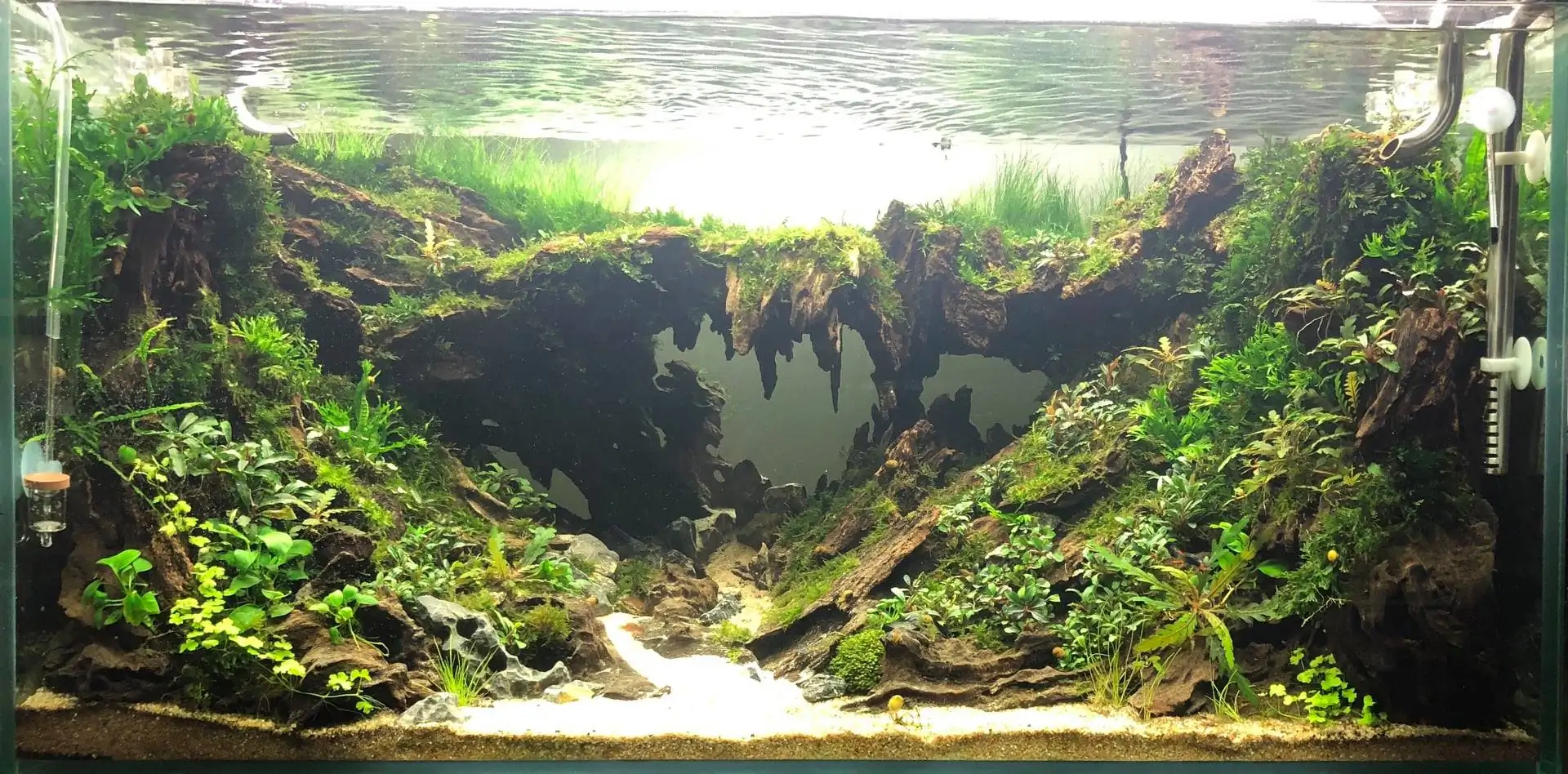 Step by step progression IAPLC 2020 Rank 135 - Living to nature