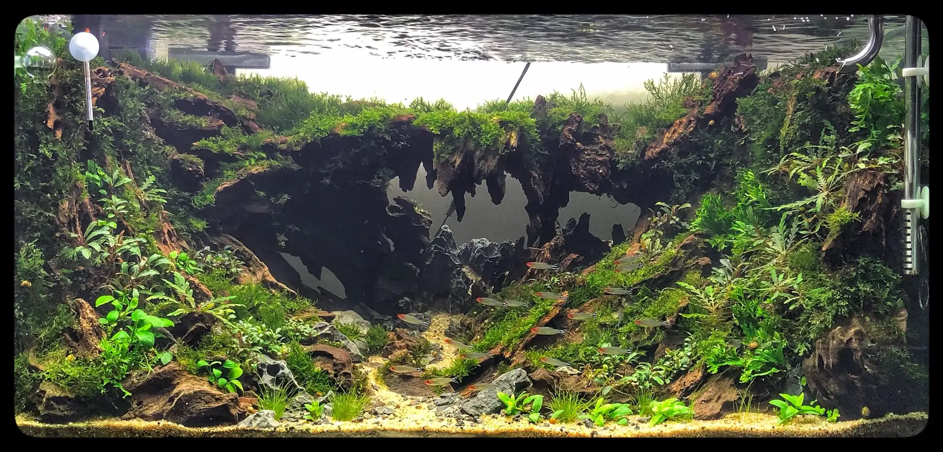 Step by step progression IAPLC 2020 Rank 135 - Living to nature