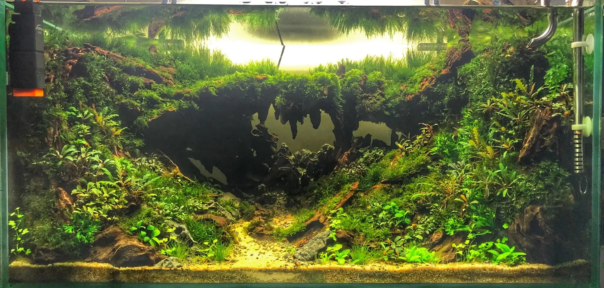 Step by step progression IAPLC 2020 Rank 135 - Living to nature