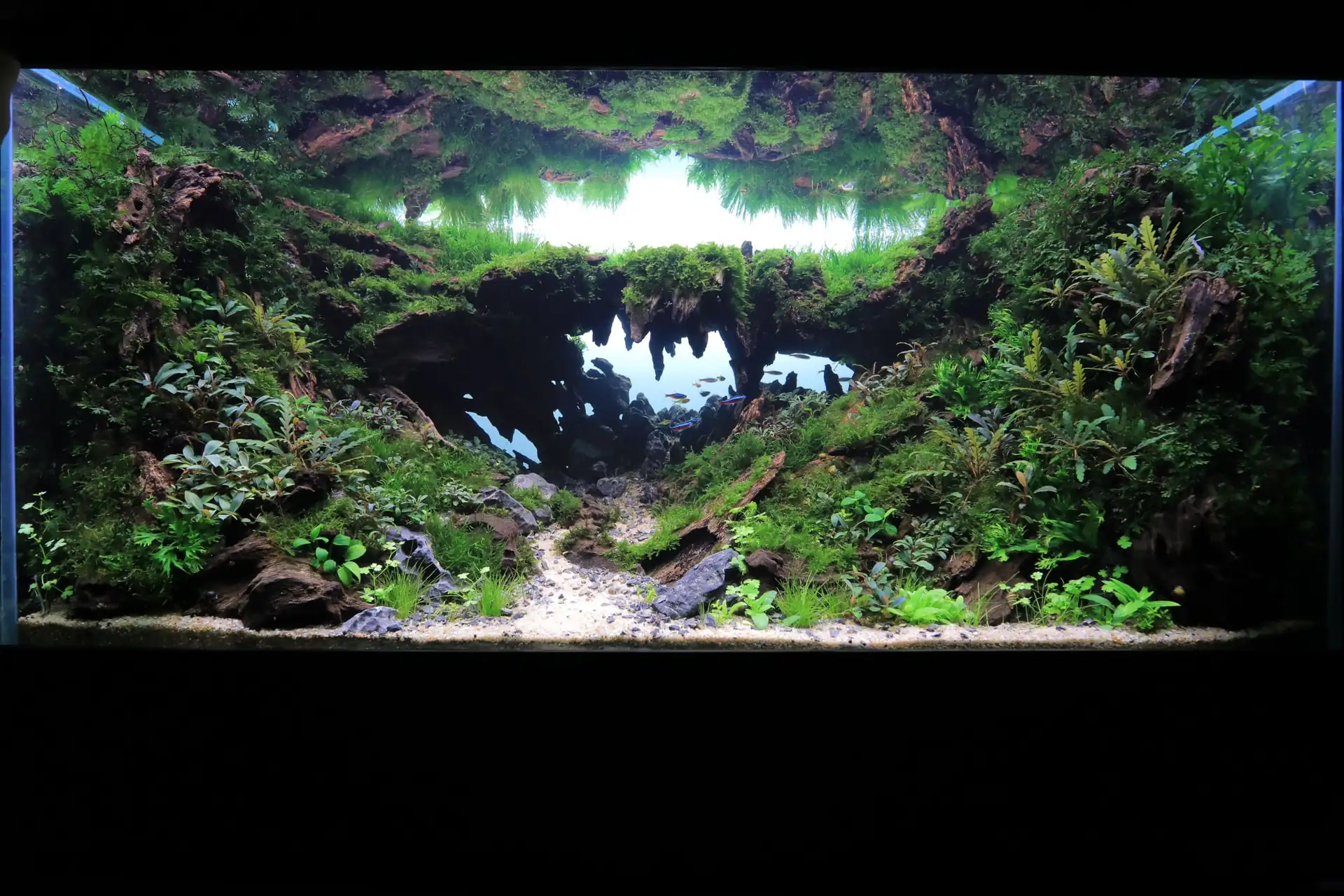 Step by step progression IAPLC 2020 Rank 135 - Living to nature