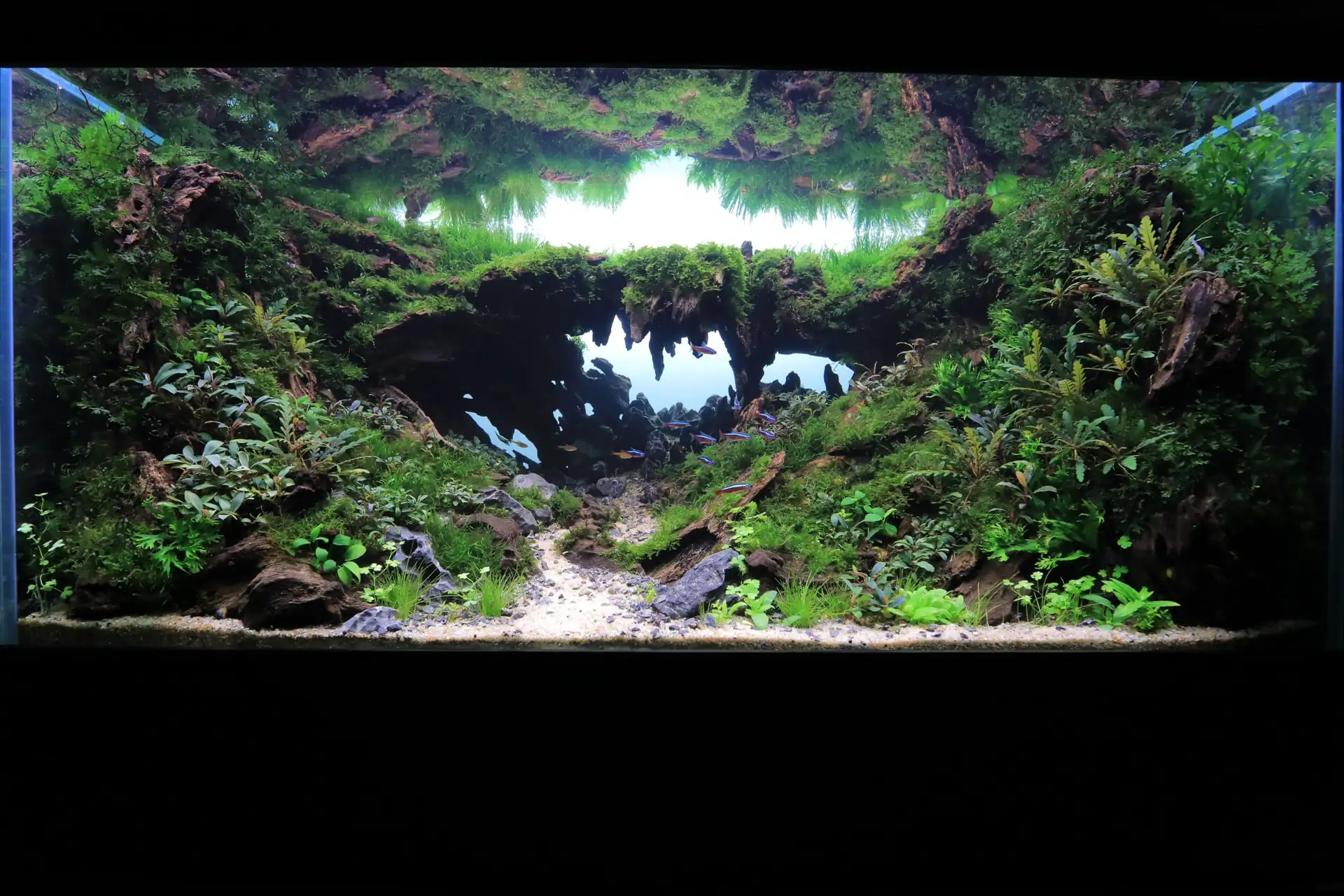 Step by step progression IAPLC 2020 Rank 135 - Living to nature