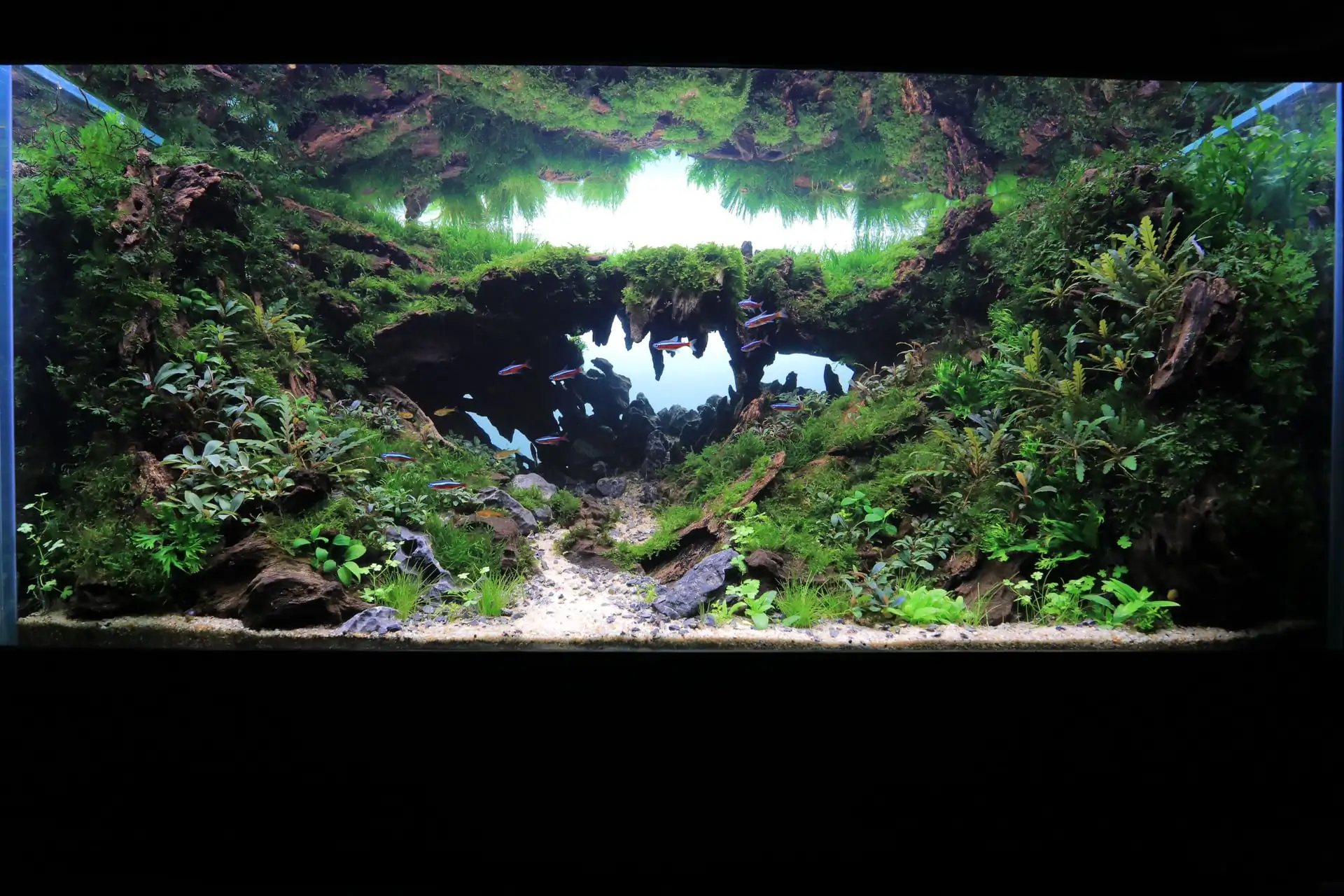 Step by step progression IAPLC 2020 Rank 135 - Living to nature