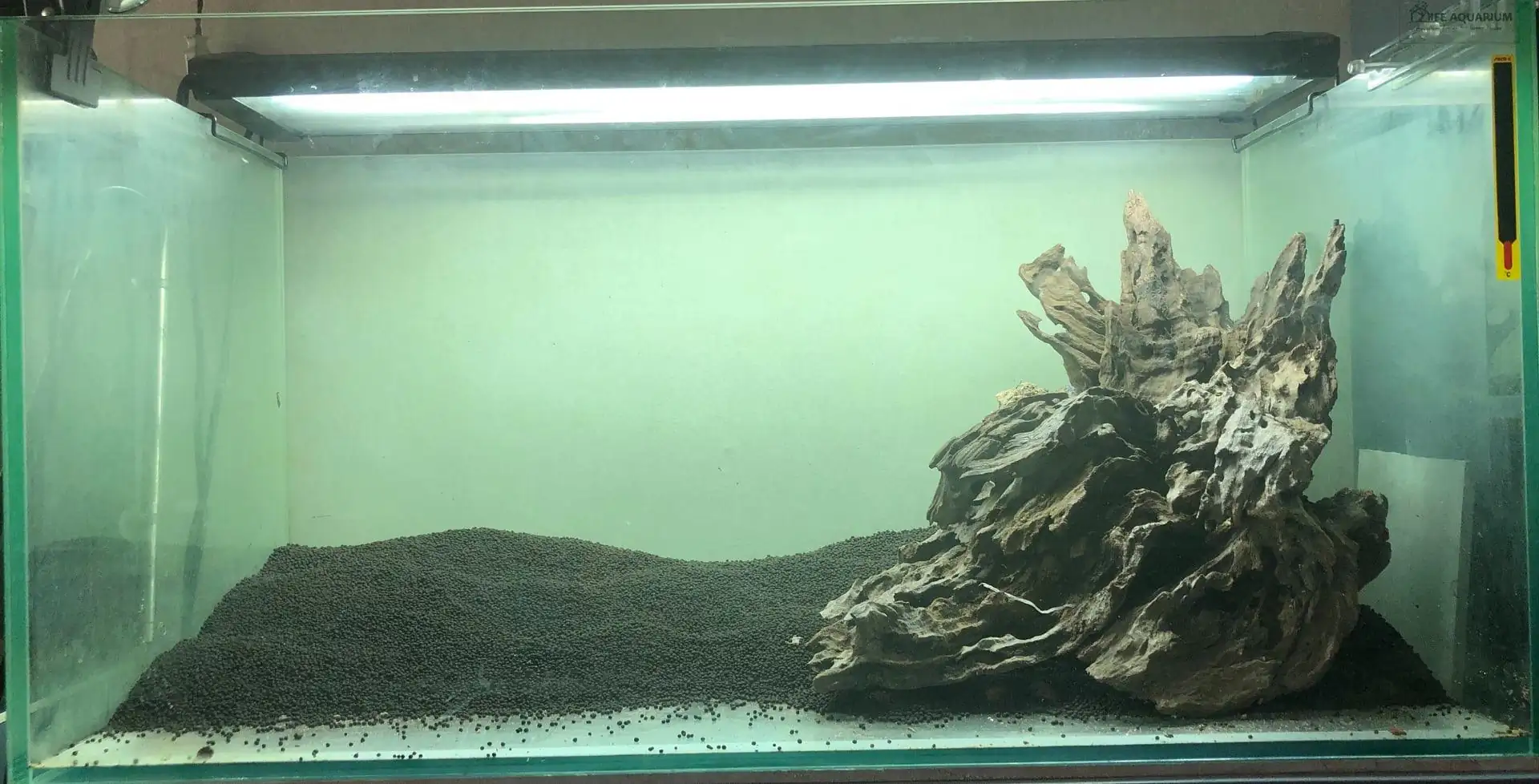 Step by step progression IAPLC 2020 Rank 135 - Living to nature