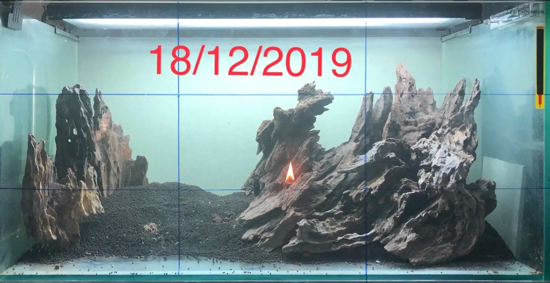 Step by step progression IAPLC 2020 Rank 135 - Living to nature