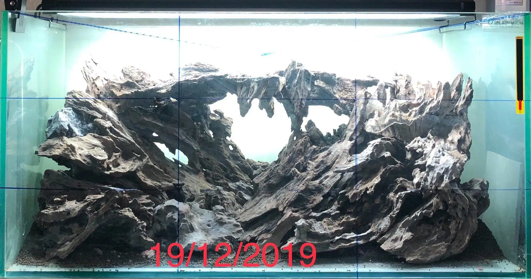 Step by step progression IAPLC 2020 Rank 135 - Living to nature