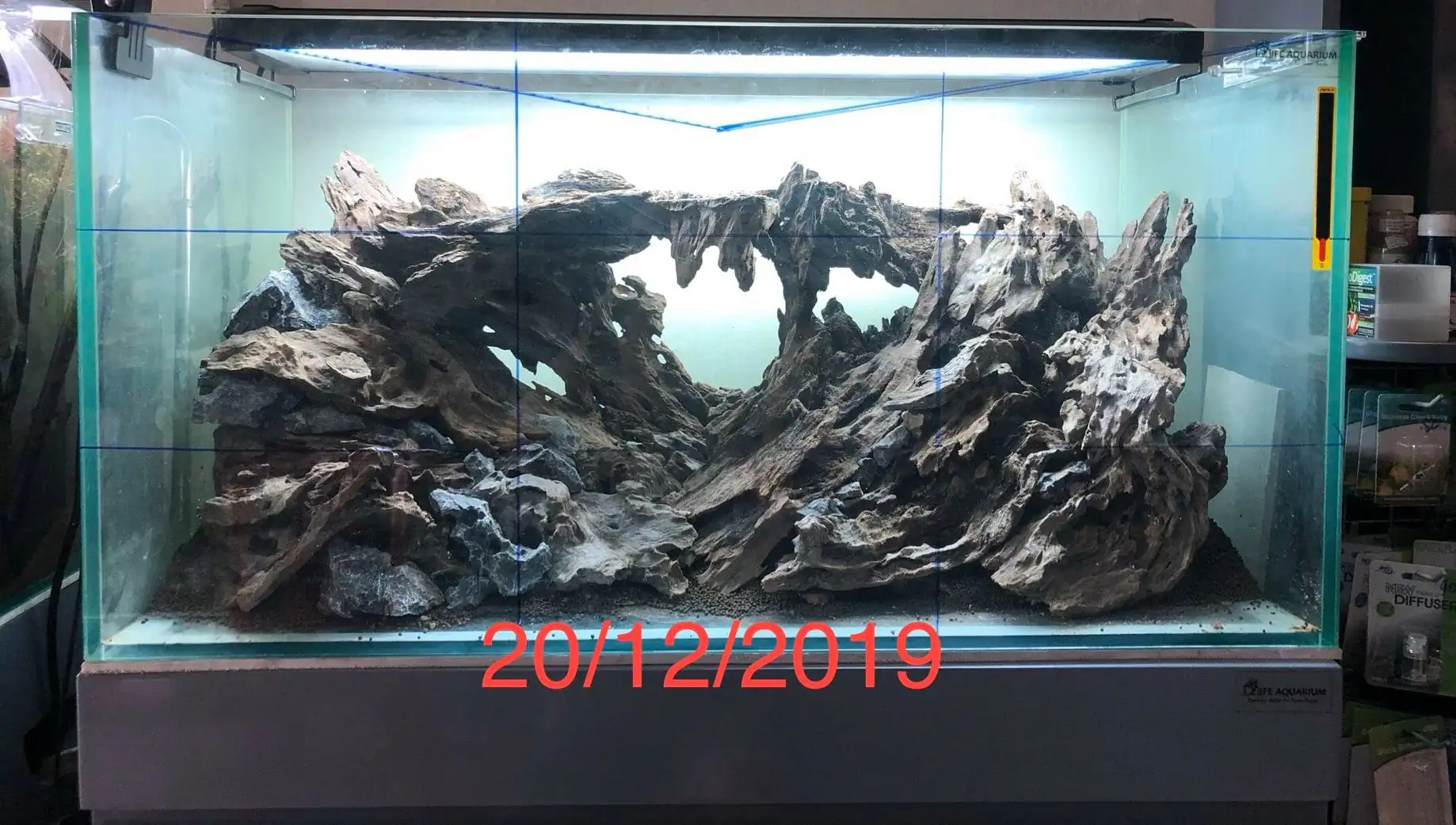 Step by step progression IAPLC 2020 Rank 135 - Living to nature