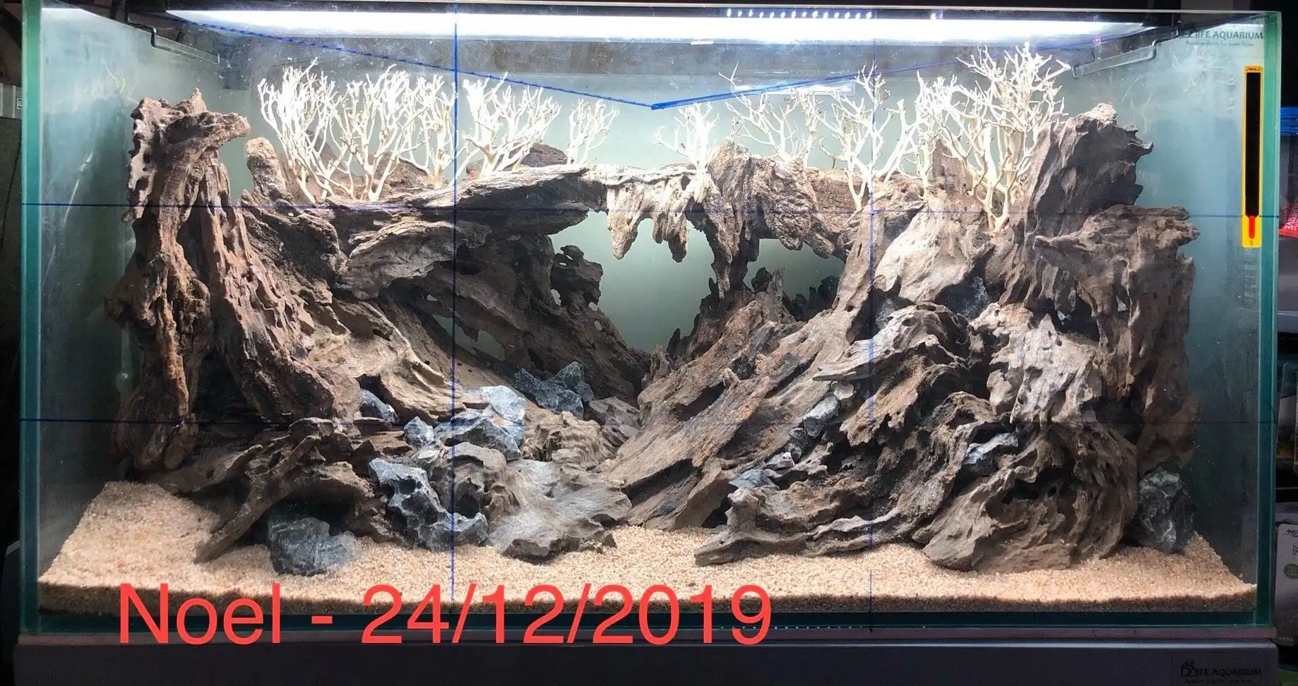 Step by step progression IAPLC 2020 Rank 135 - Living to nature