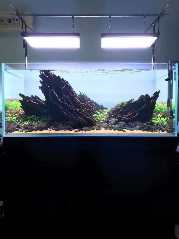 How to make nature aquarium - IAPLC 2020 Rank 163 - Nature Wing