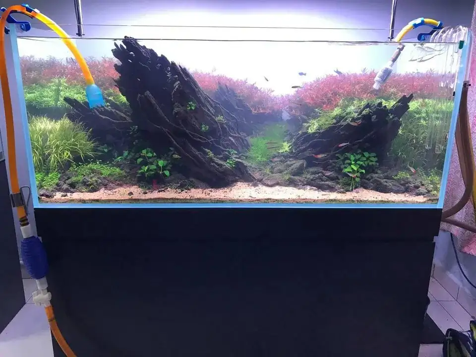 How to make nature aquarium - IAPLC 2020 Rank 163 - Nature Wing