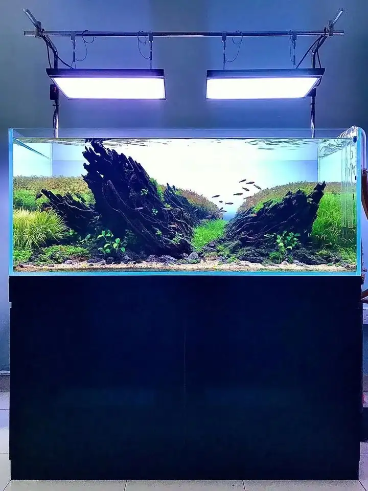 How to make nature aquarium - IAPLC 2020 Rank 163 - Nature Wing