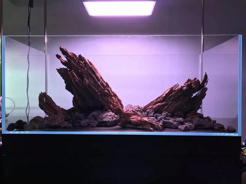 How to make nature aquarium - IAPLC 2020 Rank 163 - Nature Wing