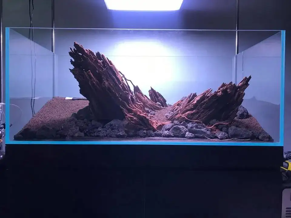 How to make nature aquarium - IAPLC 2020 Rank 163 - Nature Wing