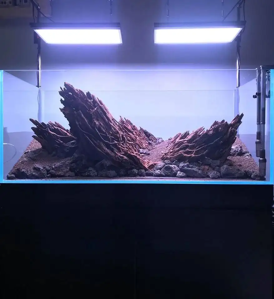 How to make nature aquarium - IAPLC 2020 Rank 163 - Nature Wing