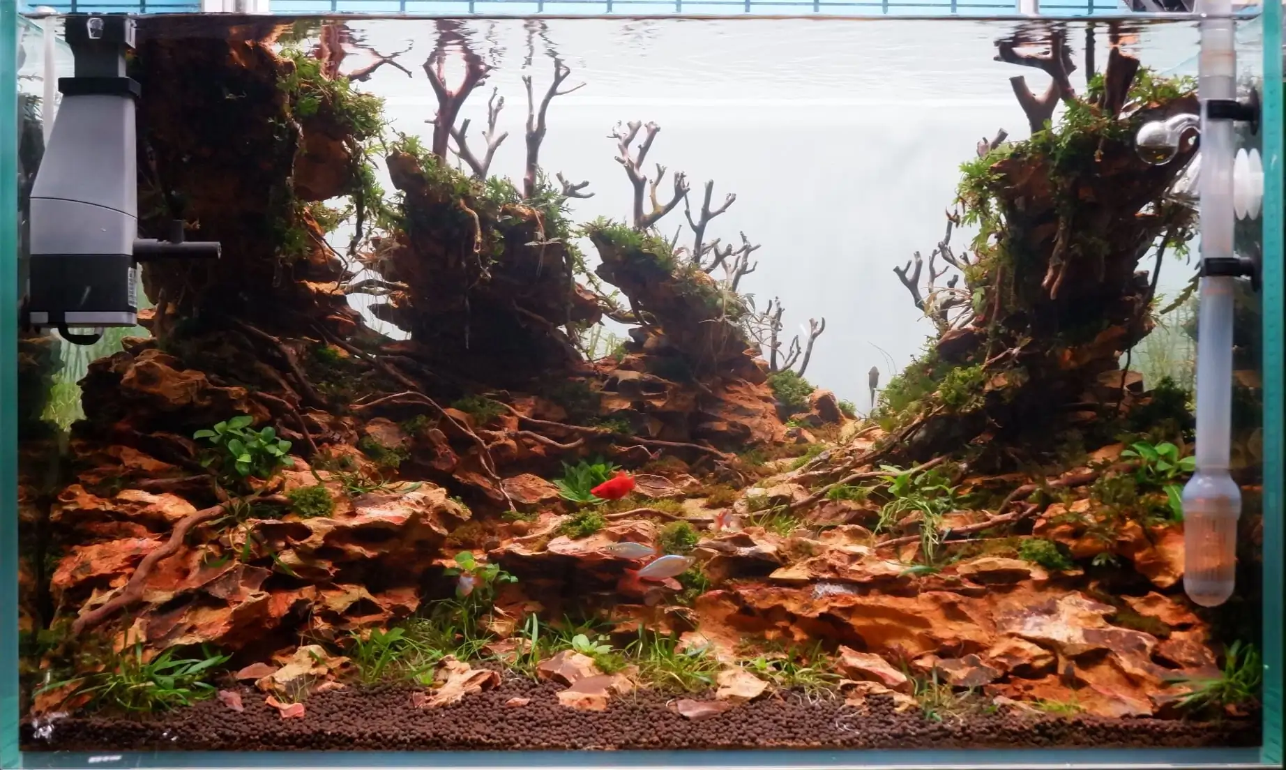 How to make nature aquarium - IAPLC 2020 Rank 228 - Into the Sky How to make nature aquarium - IAPLC 2020 Rank 228 - Into the Sky